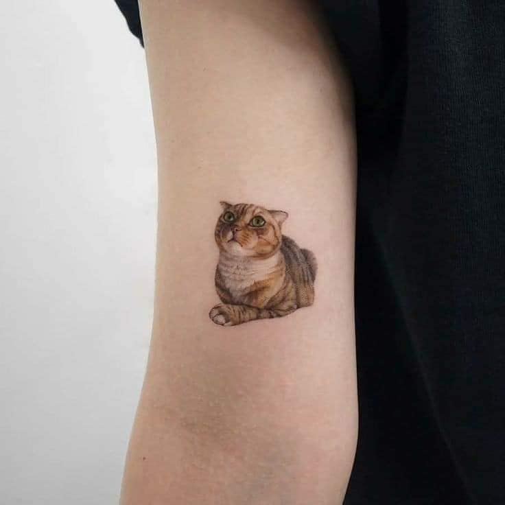 3 tatuaggi di gatto marrone arancione sul ritratto realistico dell'animale domestico del braccio