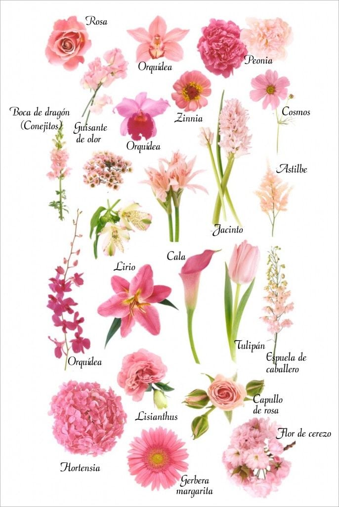 Algunas Flores comunes para Tatuarse