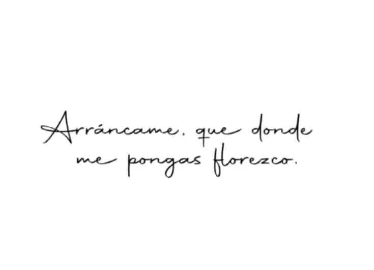 64 Frases bonitas de Tatuajes arrancame que donde me pongas florezco 64 Frases bonitas de Tatuajes arrancame que donde me pongas florezco