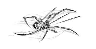 Araña: macho – hembra, ideas interesantes