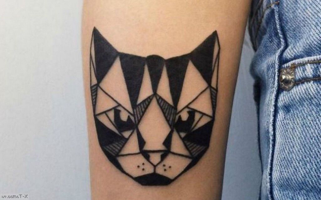 cat on forearm