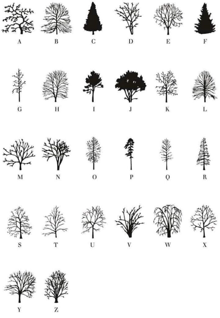 Ideas Sketches and Tattoo Templates Different Trees Pine Willow