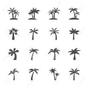Ideas Sketches and Tattoo Stencils Different types of palm tree