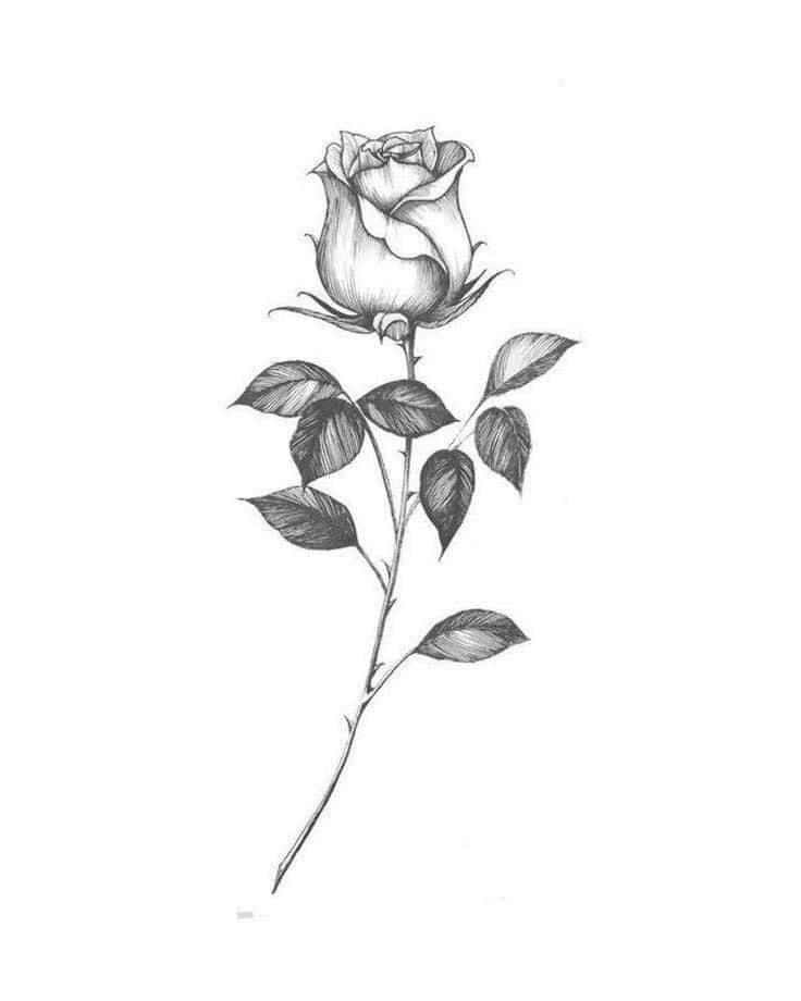 Estêncil de esboço de tatuagens de flores negras botão de rosa simples 2